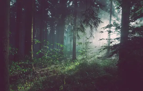 Foresta di alberi con raggi di sole, metafora visiva del Random Forest e degli alberi decisionali nel machine learning