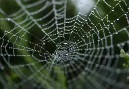 Ragnatela con gocce di rugiada, immagine simbolo del crawling dei siti web