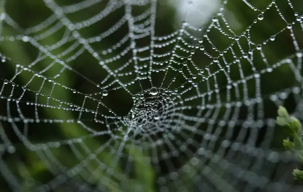 Ragnatela con gocce di rugiada, immagine simbolo del crawling dei siti web