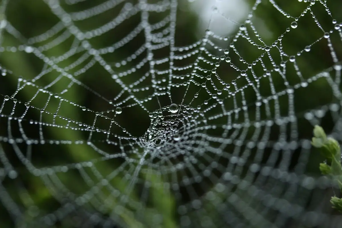 Ragnatela con gocce di rugiada, immagine simbolo del crawling dei siti web